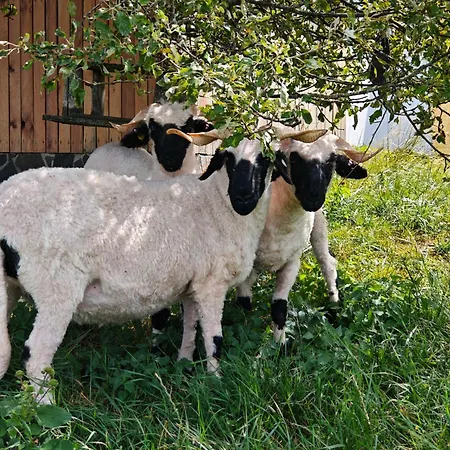 Kemping Farma Na Lazoch *