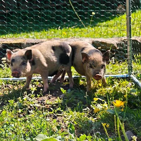 Kemping Farma Na Lazoch