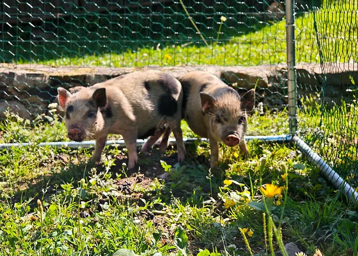 Κάμπινγκ Farma Na Lazoch